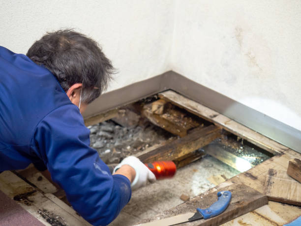 Best Affordable Mold Removal  in Novato, CA