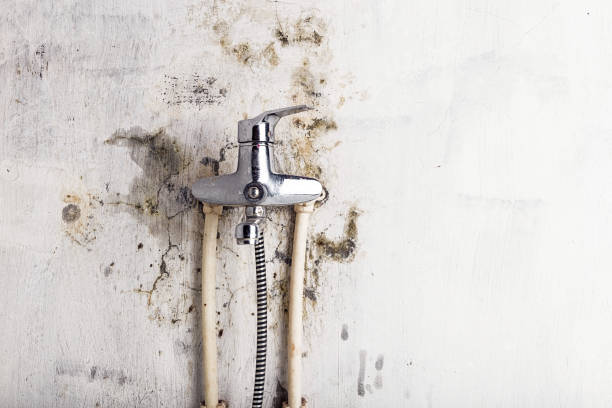 Best Certified Mold Removal  in Novato, CA