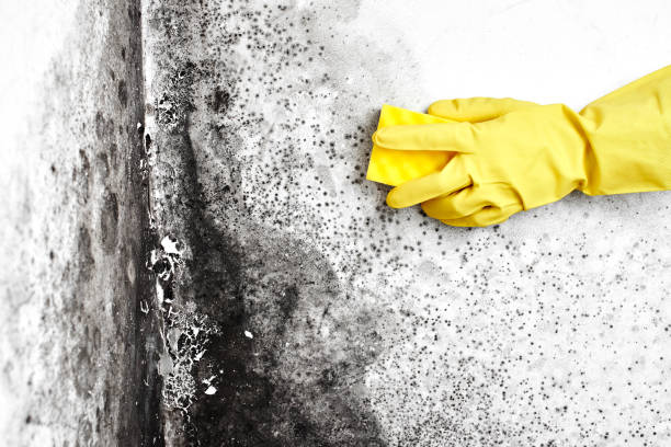 Best Mold Removal Near Me  in Novato, CA