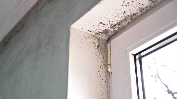 Best Fast Mold Removal  in Novato, CA