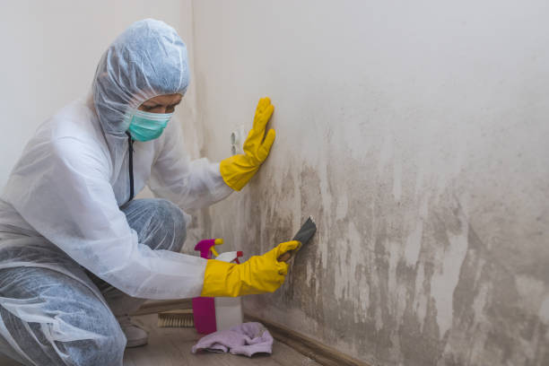 Best Local Mold Removal Service  in Novato, CA
