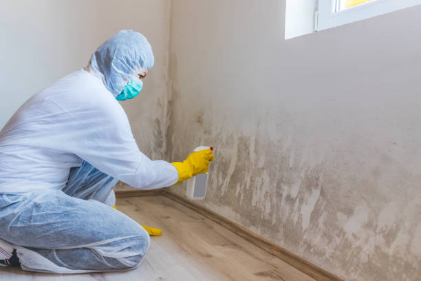Mold Testing and Removal in Novato, CA