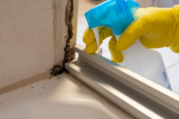 Best Emergency Mold Removal  in Novato, CA
