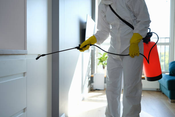 Best Mold Removal Process  in Novato, CA