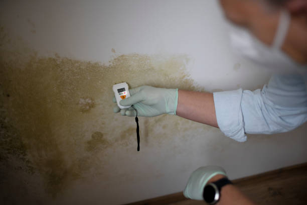 Best Commercial Mold Removal  in Novato, CA