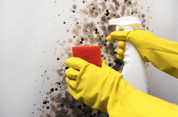 Best Emergency Mold Removal  in Novato, CA