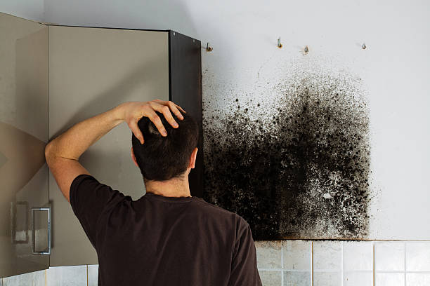 Best Attic Mold Removal  in Novato, CA