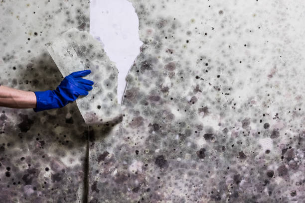 Certified Mold Removal in Novato, CA